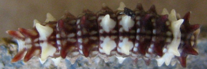 Early Larvae Top of Clearwing Swallowtail - Cressida cressida cressida